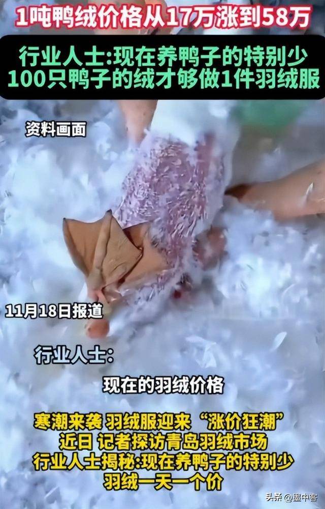 58万创新高低于500元的小心是假货AG真人平台羽绒服要涨价了！鸭绒每吨(图2)