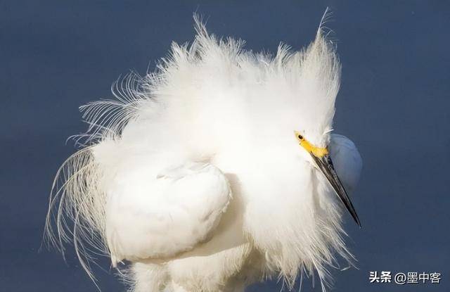 58万创新高低于500元的小心是假货AG真人平台羽绒服要涨价了！鸭绒每吨(图11)